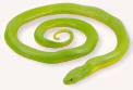 green snake.jpg